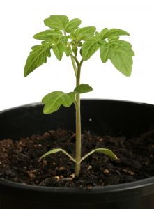 Sự sinh trưởng phát triển của thực vật