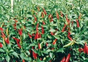 Những điều cần biết khi trồng ớt 