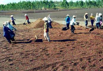 Sản xuất phân vi sinh từ vỏ hạt cà phê tại huyện Di Linh