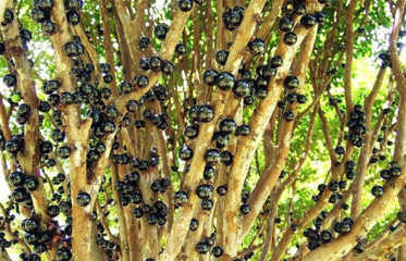 Những quả mọc chi chít trên thân cây Jabuticaba