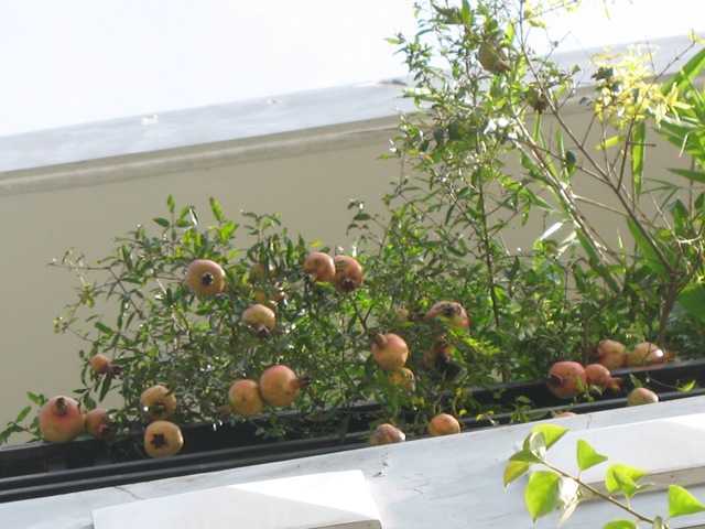 Trồng cây ăn trái trên sân thượng là một cách tốt để hạ nhiệt trên sân thượng