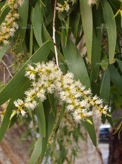 Tràm Úc - Melaleuca leucadendra