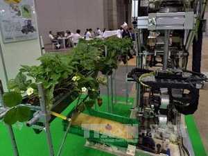 Giới thiệu robot thu hoạch dâu tại triển lãm thiết bị viễn thông và công nghệ tự động ở Tokyo ngày 25/9. AFP/ TTXVN