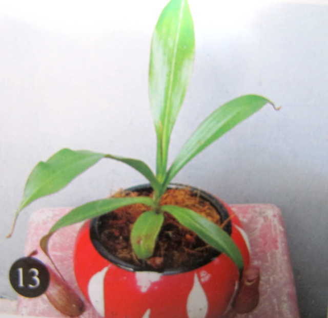 cây con  4 tháng tuổi được trồng vào chậu
