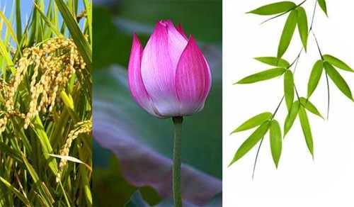 Lúa, sen, tre là những loại cây/hoa được nhắc đến nhiều khi bàn về việc chọn "quốc hoa"