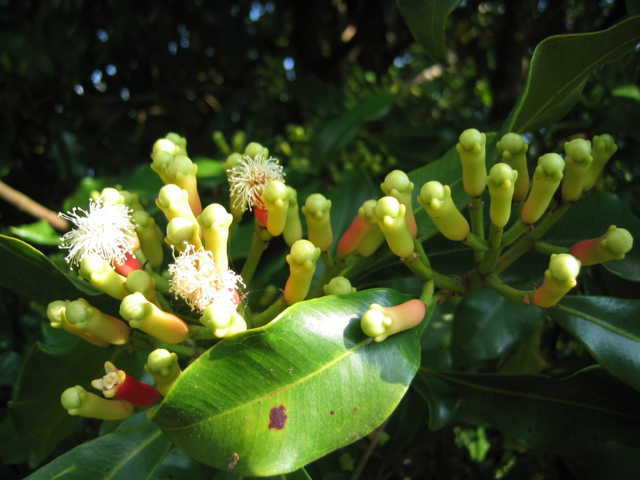 hoa-dinh-huong-s Vị thuốc quý từ cây Đinh Hương