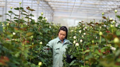 Thu hoạch hoa hồng trồng trên giá thể xơ dừa - Ảnh: Mai Vinh
