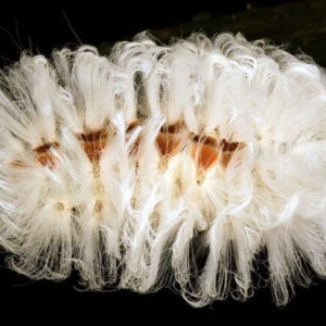 Con sâu bướm này có hình thù bắt mắt với những búi lông dài màu trắng và nhiều lông gai. Tuy nhiên, đây lại là đặc điểm giúp chúng ngụy trang chất độc