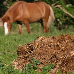 Phân động vật thường được trộn với rơm rạ khô để làm phân bón.