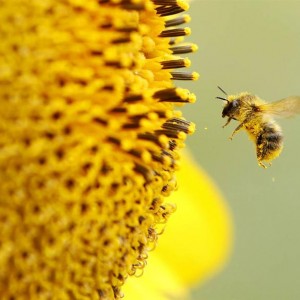 Ong hút mật hoa - khởi nguồn của những hạt phấn hoa