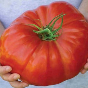 Một quả cà chua thuộc giống Gigantomo. Ảnh: BNPS