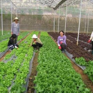 Vườn rau củ tí hon tại trang trại Organik của TS Nguyễn Bá Hùng ở Đà Lạt