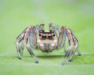 Nhện nhảy. Các nhà nghiên cứu đã xem xét những thay đổi trong hành vi của nhện nhảy màu đồng trước và sau khi tiếp xúc với Phosmet, một loại thuốc trừ sâu phổ rộng được sử dụng rộng rãi. Đây là một phát hiện có ý nghĩa sâu rộng đối với sản xuất nông nghiệp và sức khỏe hệ sinh thái. Ảnh: afpejaphotographer / Fotolia