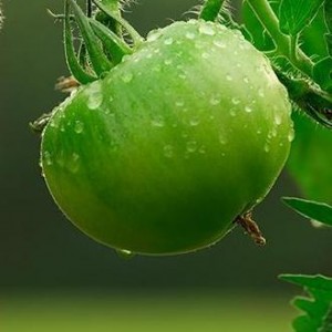A green tomato on the vine .