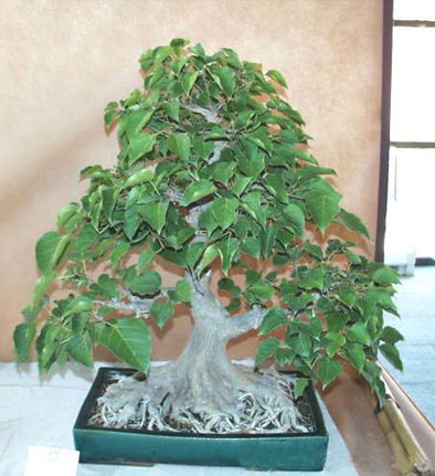 ghép rễ Bonsai được áp dụng trên cây thuộc loài Ficus
