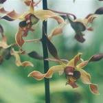Dendrobium-Mini-Brown