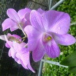 Lan mini Dendrobium