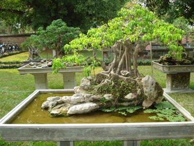 phương pháp nối ghép thường sử dụng trong tạo tác sanh bonsai