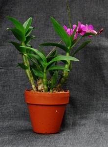 hoa lan Dendrobium mini