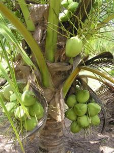 Trái dừa bị điếc chủ yếu là do sự thụ tinh không hoàn toàn