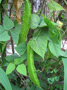 Cây đậu rồng - Psophocarpus tetragonolobus