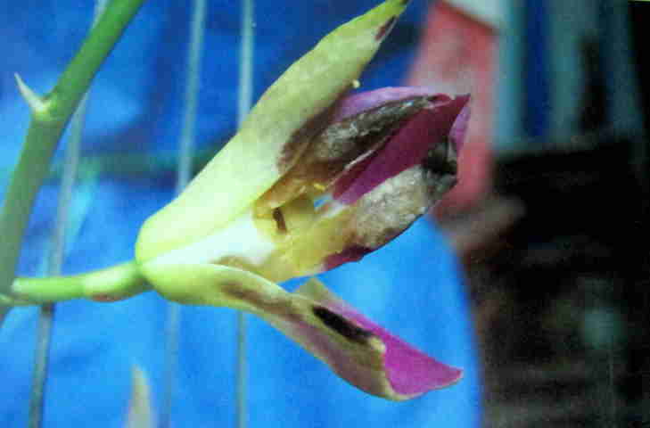 ruồi gây hại Dendrobium