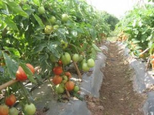 trồng rau bằng màng phủ nông nghiệp