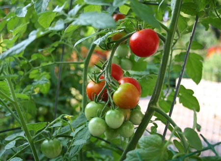 Hướng dẫn cách ghép cà chua trên gốc cà tím
