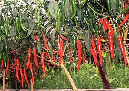 Những điều cần biết khi trồng ớt