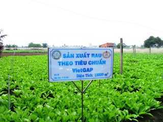 Sản xuất rau VietGap