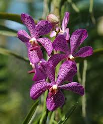 Lan Monaka cho hoa đẹp lại dễ trồng nên cho hiệu quả kinh tế cao