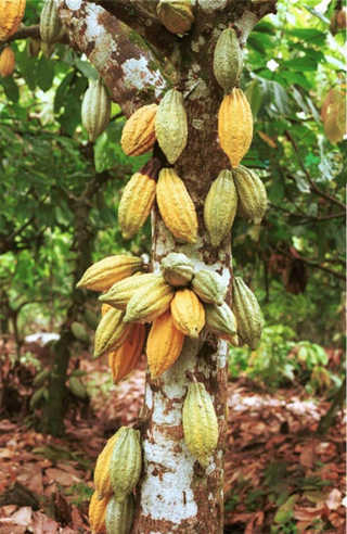 cây cacao