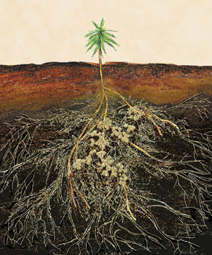 Nấm mycorrhizal, loài nấm sống cộng sinh dưới rễ cây