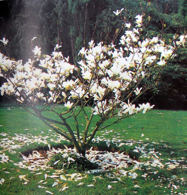 Cánh hoa rơi thành hình tròn quanh cây mộc lan này phản chiếu lại hình dạng tròn của cây