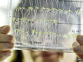 Cây Arabidopsis dùng trong thí nghiệm