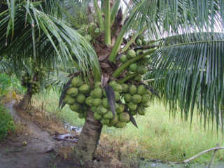 cây dừa dứa