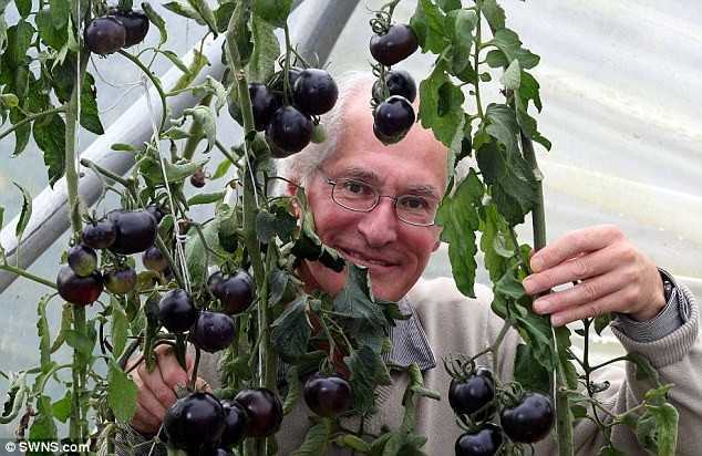 Ông Ray Brown đang sở hữu ba cây cà chua đen. Ảnh: SWNS. 