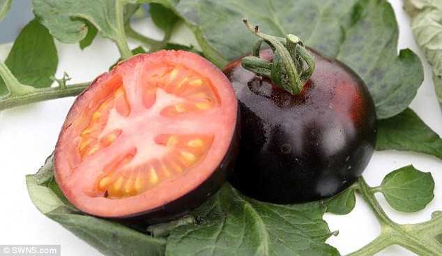 Vỏ của cà chua đen có màu đen, song phần thịt quả vẫn giữ màu đỏ. Ảnh: SWNS. 
