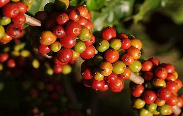 Cà phê là một trong những loại hàng hóa được giao dịch nhiều nhất trên thế giới. 