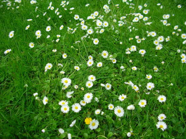 Những bông hoa trắng li ti quấn quýt bàn chân trên lới về