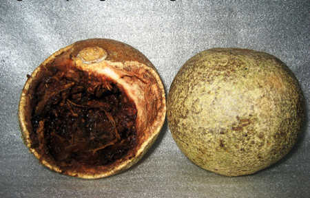 Trái quách gần giống trái dừa gần già, không dễ vỡ và cơm quả có mùi rất đặc trưng