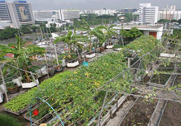 Vườn rau trên sân thượng tòa nhà văn phòng quận Laksi (Bangkok, Thái Lan). Ảnh: funzug.com