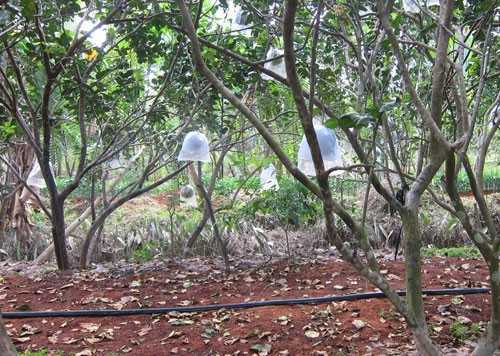 Vườn bưởi có hệ thống tưới, rải mụn dừa giữ ẩm, bao trái