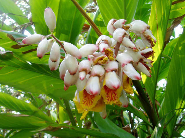 Hoa cây Getto - Ảnh Intrenet