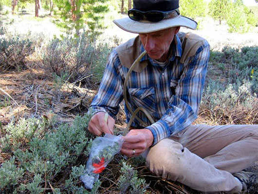 Nhà sinh thái học Richard Karban đang nghiên cứu khả năng giao tiếp của cây ngải bụi