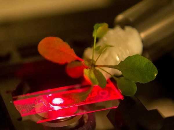nhà khoa học sử dụng kính hiển vi cận hồng ngoại để đọc các dữ liệu của các cảm biến gắn ở ống nano được cấy dưới lá cây. (Nguồn: MIT)