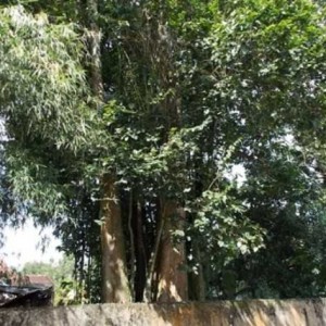 Gốc cây Củ Chi còn sót lại ở xã Phú Hòa Đông 