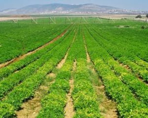 Ở Israel, nông nghiệp là lĩnh vực mà 95% là khoa học và chỉ 5% lao động.