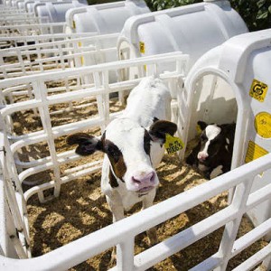 Công nghệ nuôi bò lấy sữa của Israel