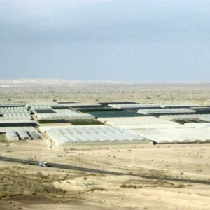 Trang trại tại sa mạc Arava